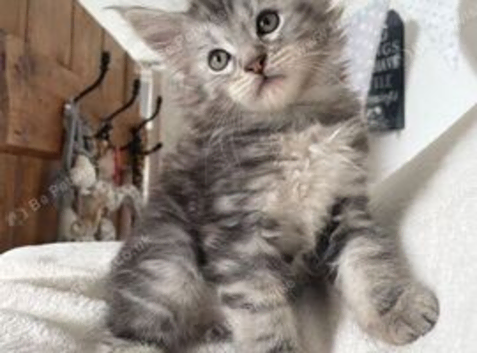 Silver tabby and Black Smoke Maine Coon kittens