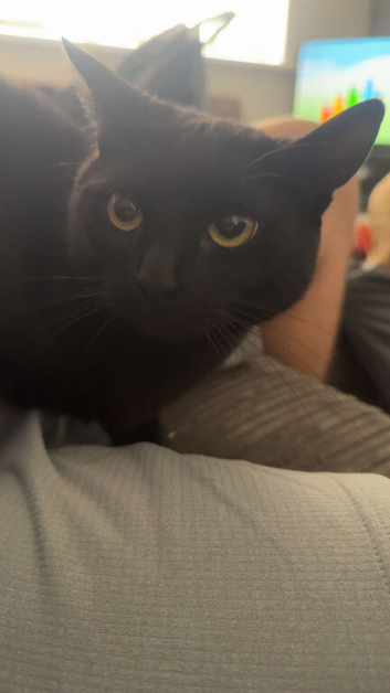 Male and female cat