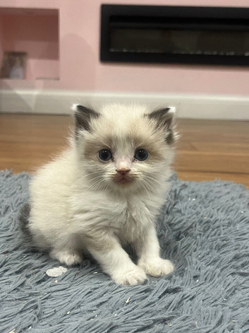 Ragdoll cross Maine coon/exotic Persian