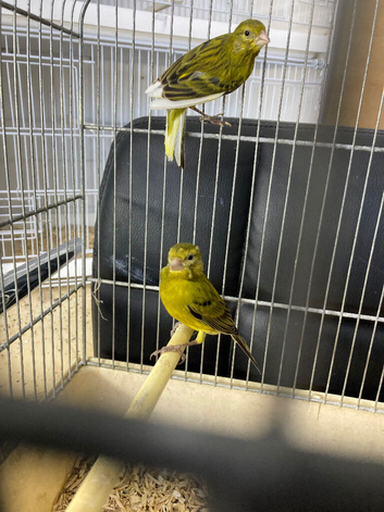 I have 6 canaries &pound;20 each