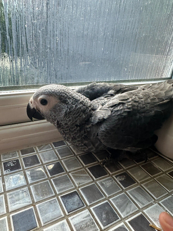 Super tame African grey babies