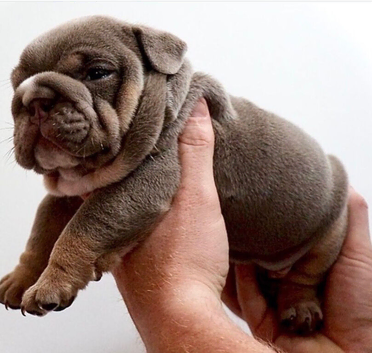 Beautiful KC english bulldog puppies