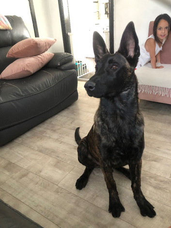 Dutch shepherd 7 months old