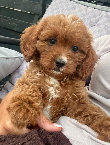 Beautiful red girl needing a new home