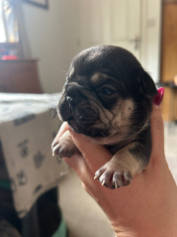 Last little Lady