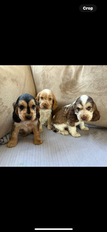 Beautiful Show-Type Cocker Spaniel Puppies