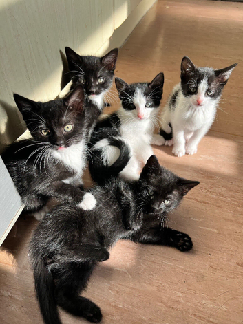 5 lovely, playful kittens.