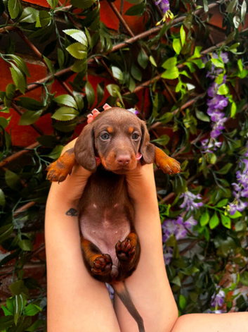Chocolate brown Miniature Dachshund little girl is looking for a loving new home. ️