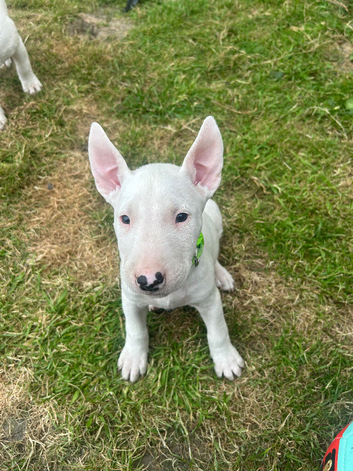 English bull terrier pup