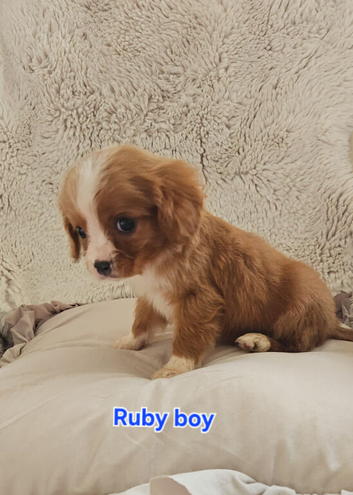 5 King charles cavalier puppies