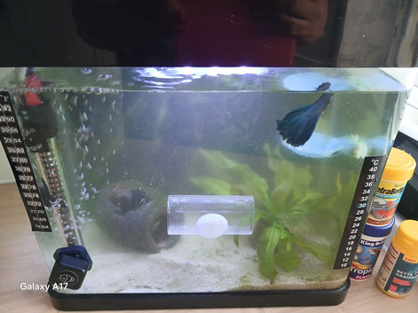 Beautiful blue