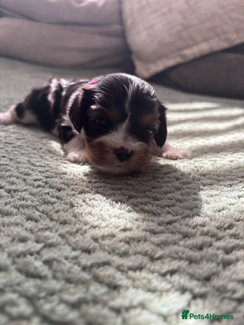 Beautiful Cavalier King Charles Spaniel Puppies 2 Boys, 2 Girls