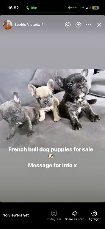 French bull dog