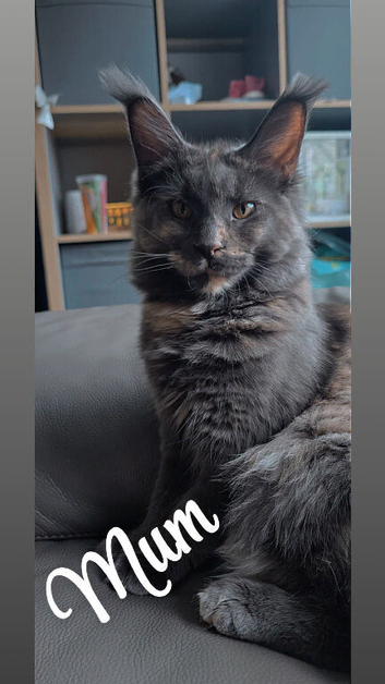 Maine coon kittens
