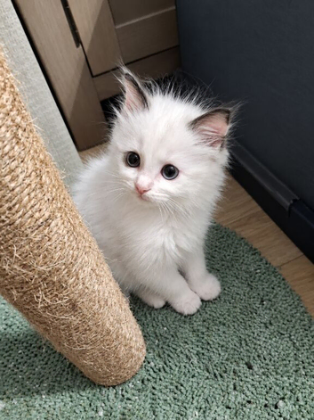 READY NOW GCCF registered Ragdoll kittens