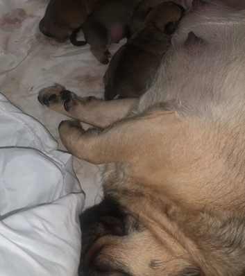 Beautiful pugs x for sale