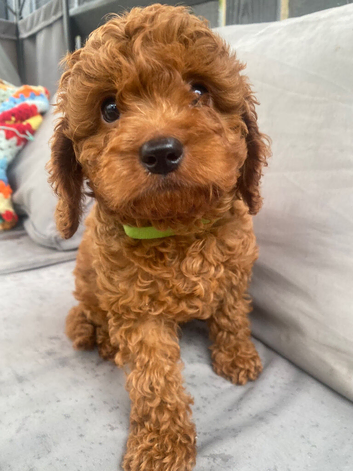 Cavapoo male puppies ready for new homes