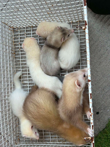 Ferrets