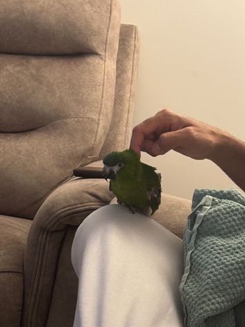 Hahns macaw semi tame