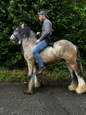 14h 2 year old dun Colt