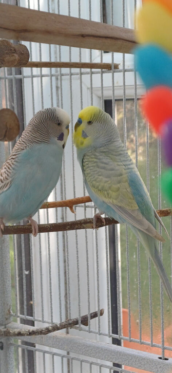 Bonded pair of young cocks