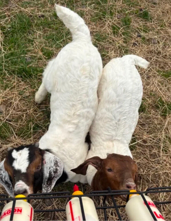 Boer goat kids