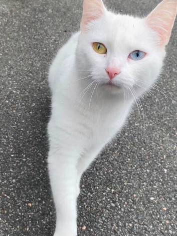Cat for sale too a good a good home