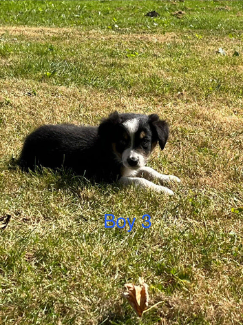 Border Collie Pups