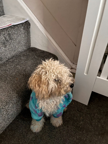 Shitzu x poodle