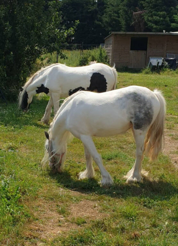 2 mare cobs for long term loan