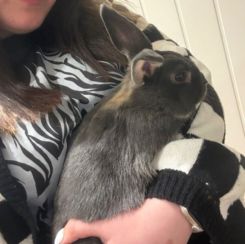 7 month old rabbit and full enclosure