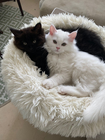 ***Reduced*** 2 Stunning Persian kittens