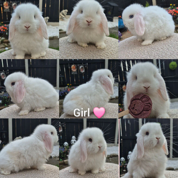 Mini lop doe