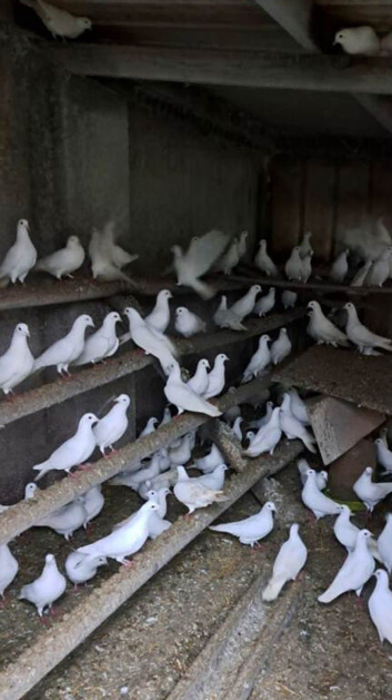 30 White Doves ONLY FOR &pound;25 each