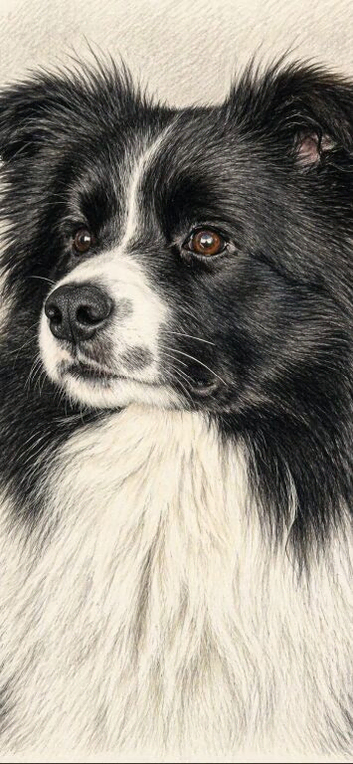 At stud Stunning long haired border collie
