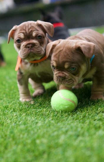 French bull dog puppy