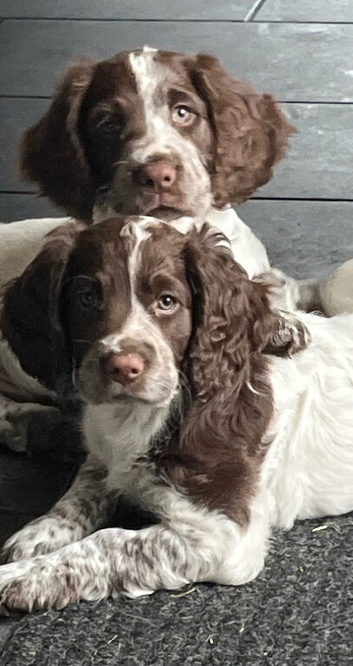Sprocker spaniel