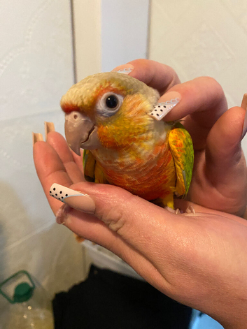 Hand tame conure