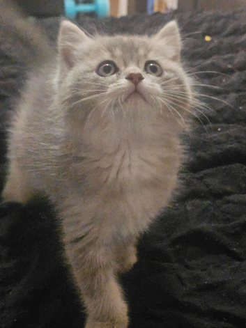 BSH/RAGDOLL Kittens