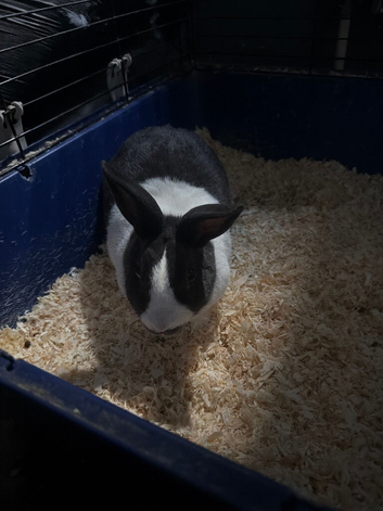 2 female rabbits