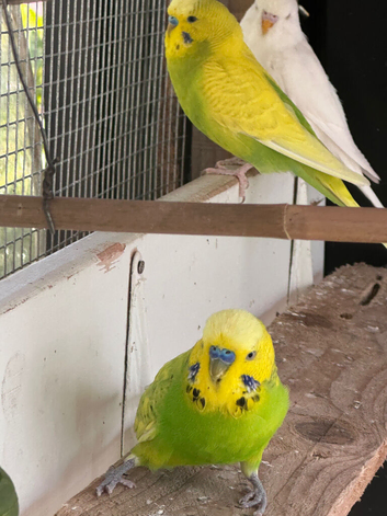 Green budgies