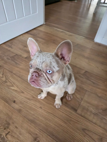 Isabella Lilac Merle French Bulldog