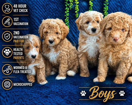 Pure Australian labradoodle puppy&rsquo;s