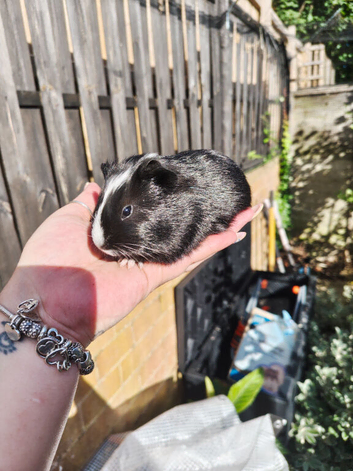 2 beautiful boars