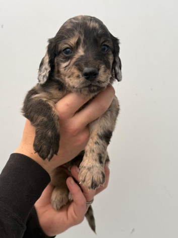 Stunning dachshund whippet mix