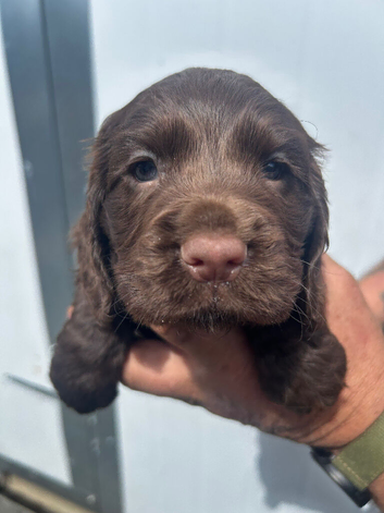 K/c working chocolate cocker puppies