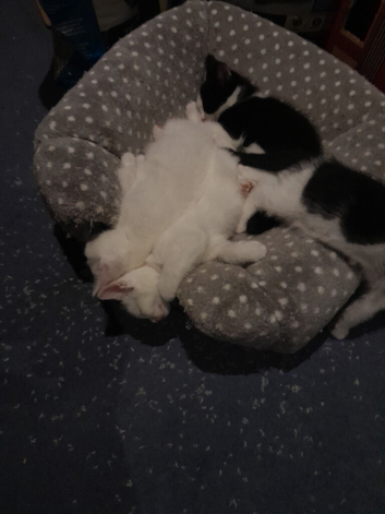 5 kittens for sale