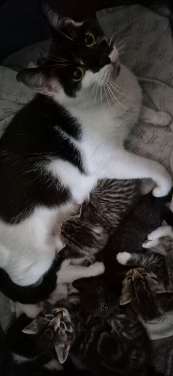 Beautiful kittens