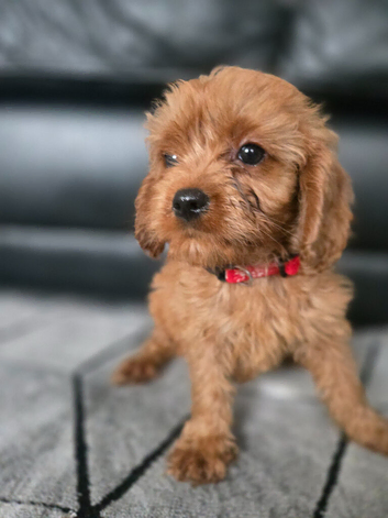Beautiful cavapoo babies