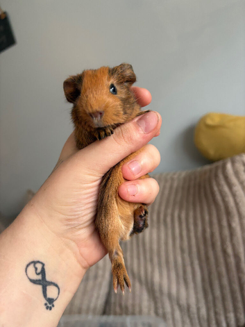 Guinea pigs - MALES